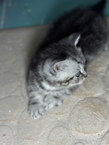 Милі кошенята, унікального окрасу скоттіш страйт