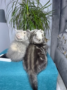 Милі кошенята, унікального окрасу скоттіш страйт