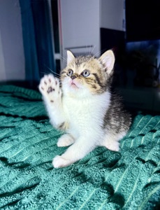 Милі кошенята, унікального окрасу скоттіш страйт