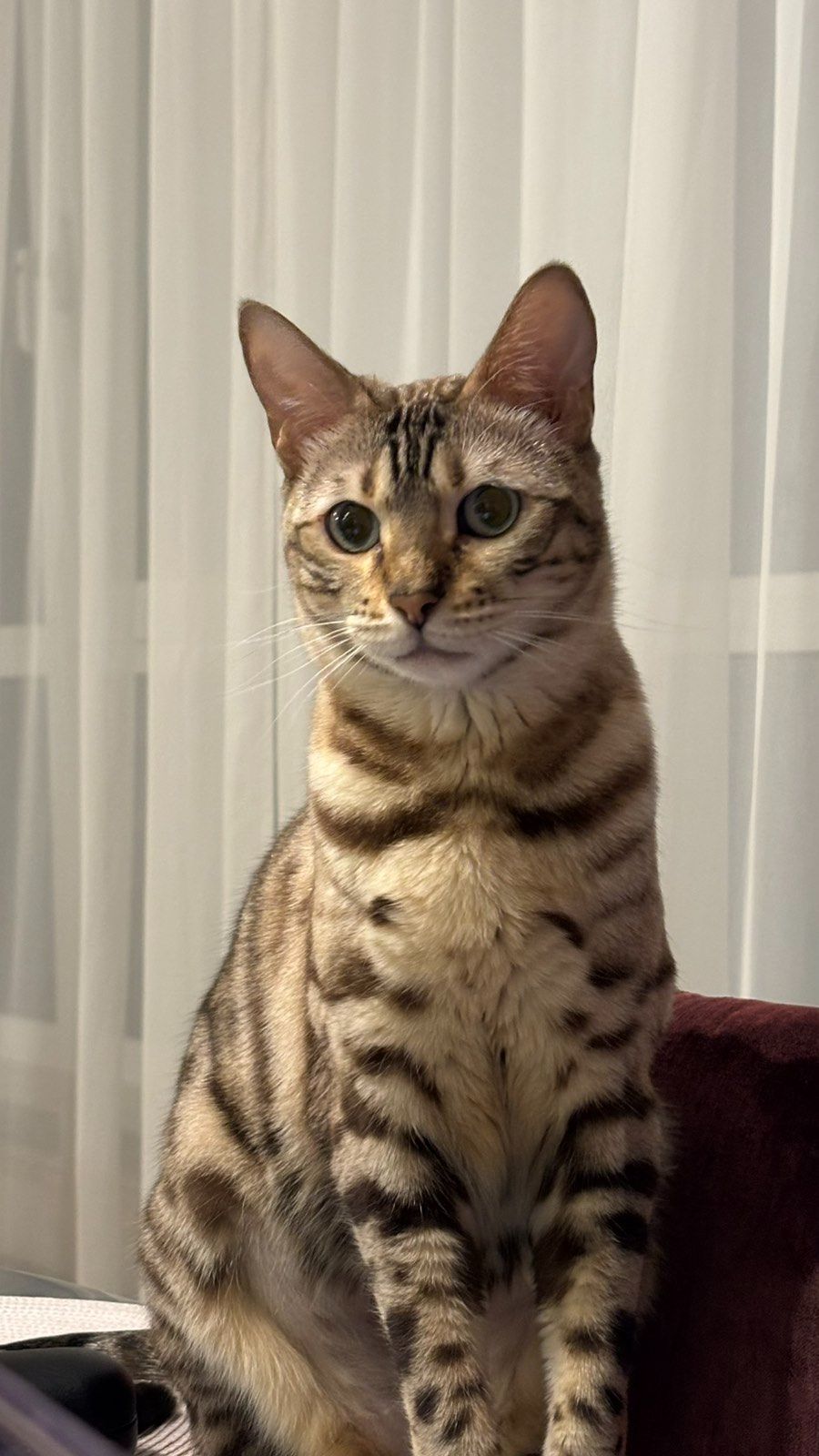 Бенгальська кішка