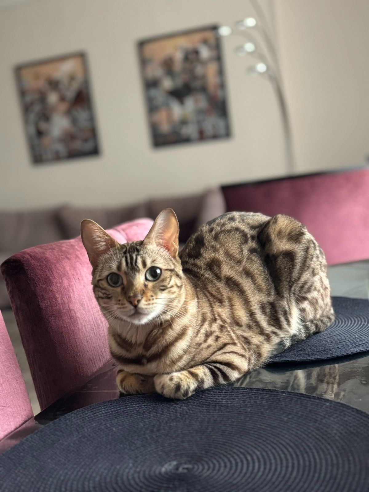 Бенгальська кішка