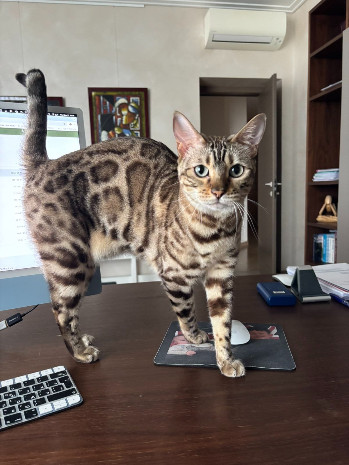 Бенгальська кішка