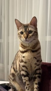 Бенгальська кішка