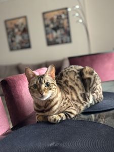 Бенгальська кішка