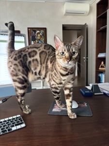 Бенгальська кішка