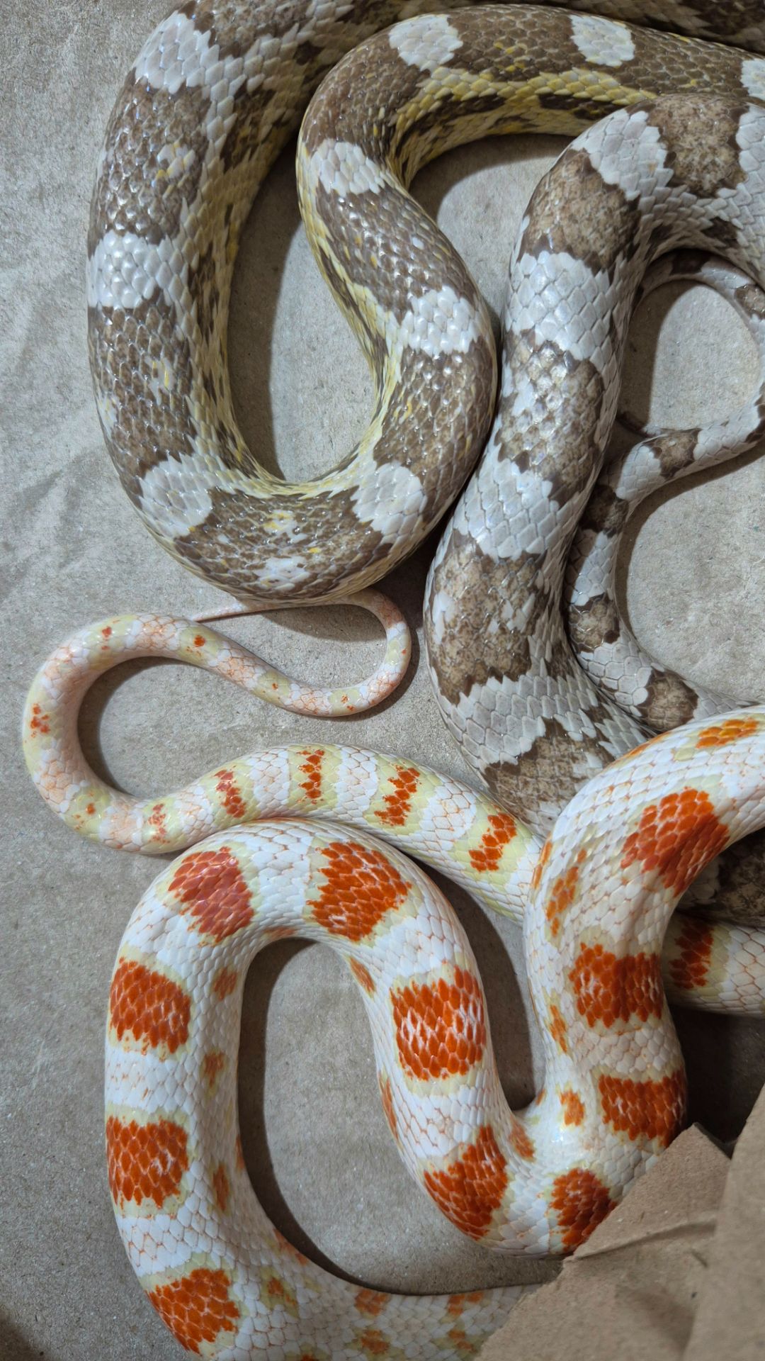 Дорослі маїсові полози