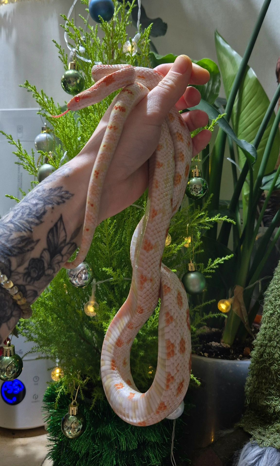 Дорослі маїсові полози