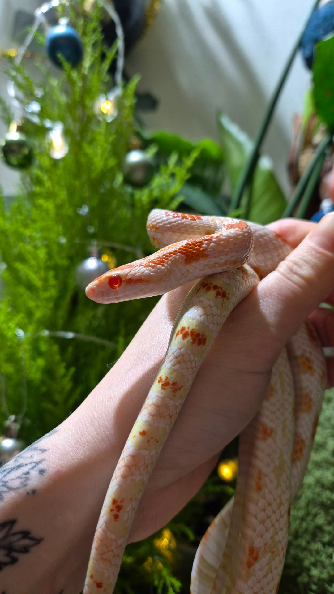 Дорослі маїсові полози