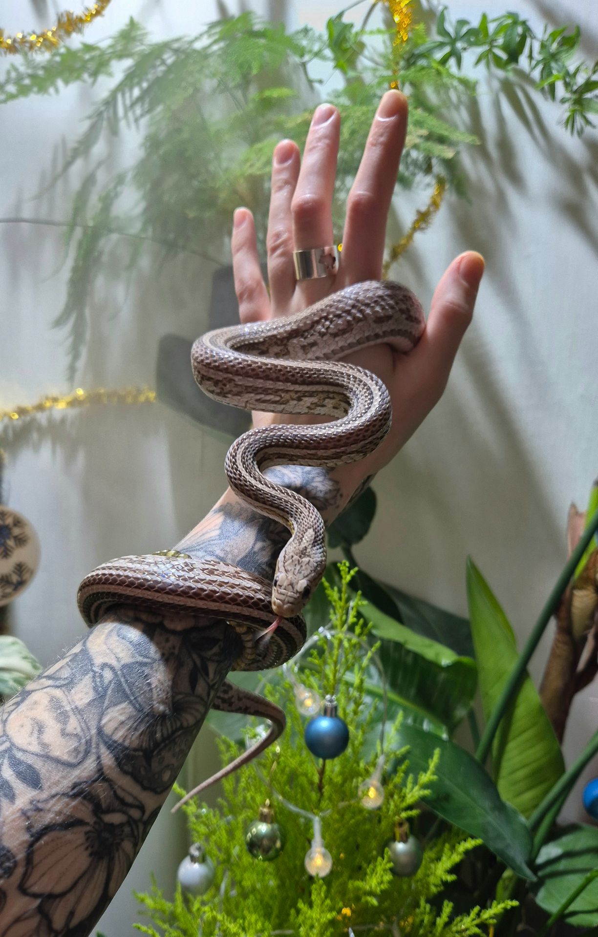 Дорослі маїсові полози