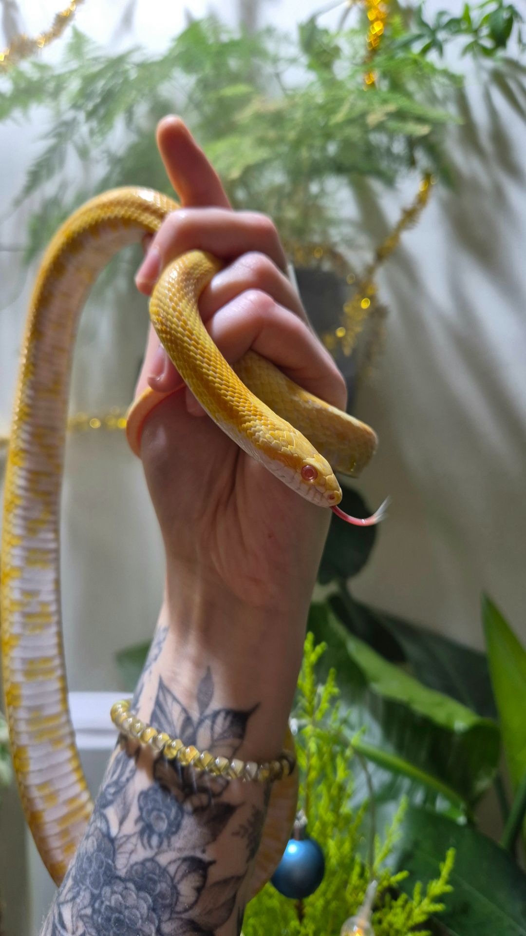 Дорослі маїсові полози