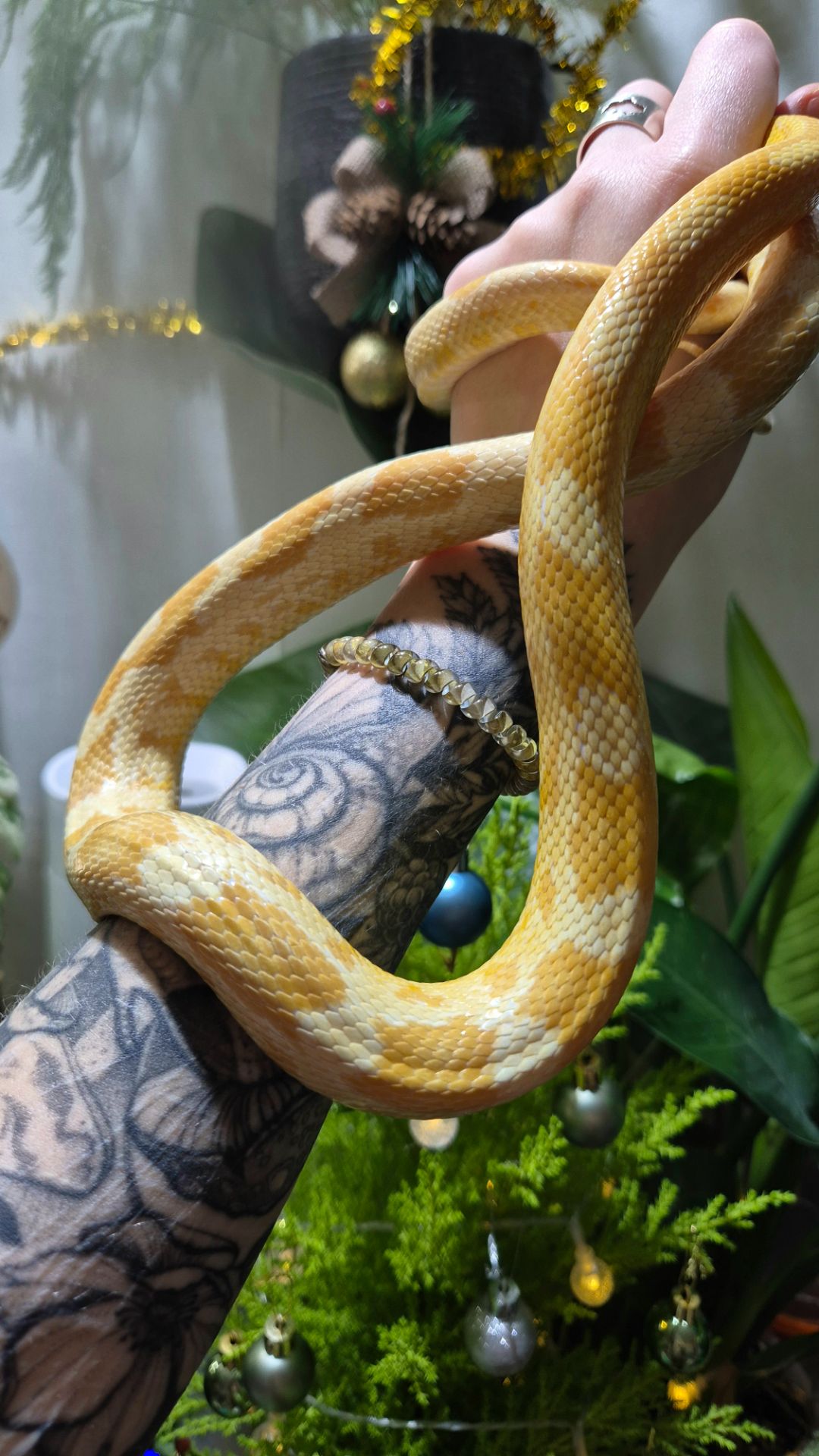 Дорослі маїсові полози