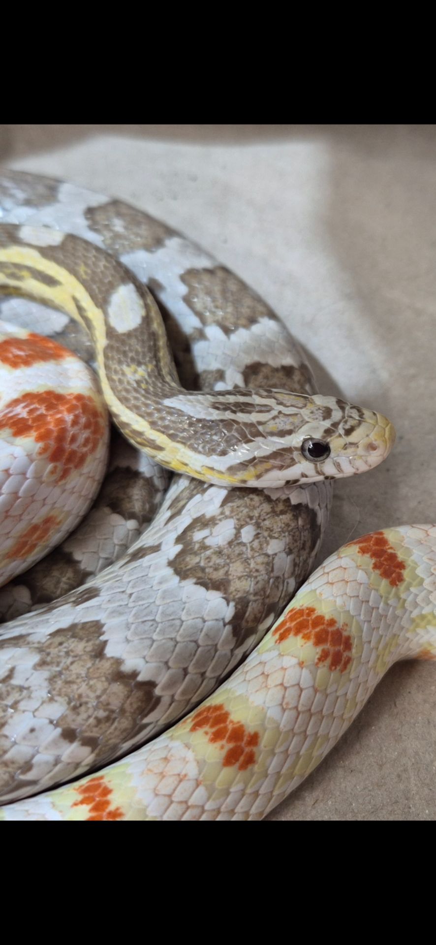 Дорослі маїсові полози