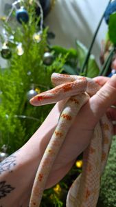 Дорослі маїсові полози