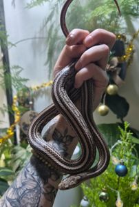 Дорослі маїсові полози