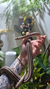 Дорослі маїсові полози