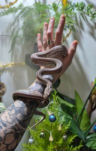 Дорослі маїсові полози