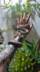 Дорослі маїсові полози