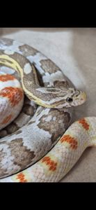 Дорослі маїсові полози