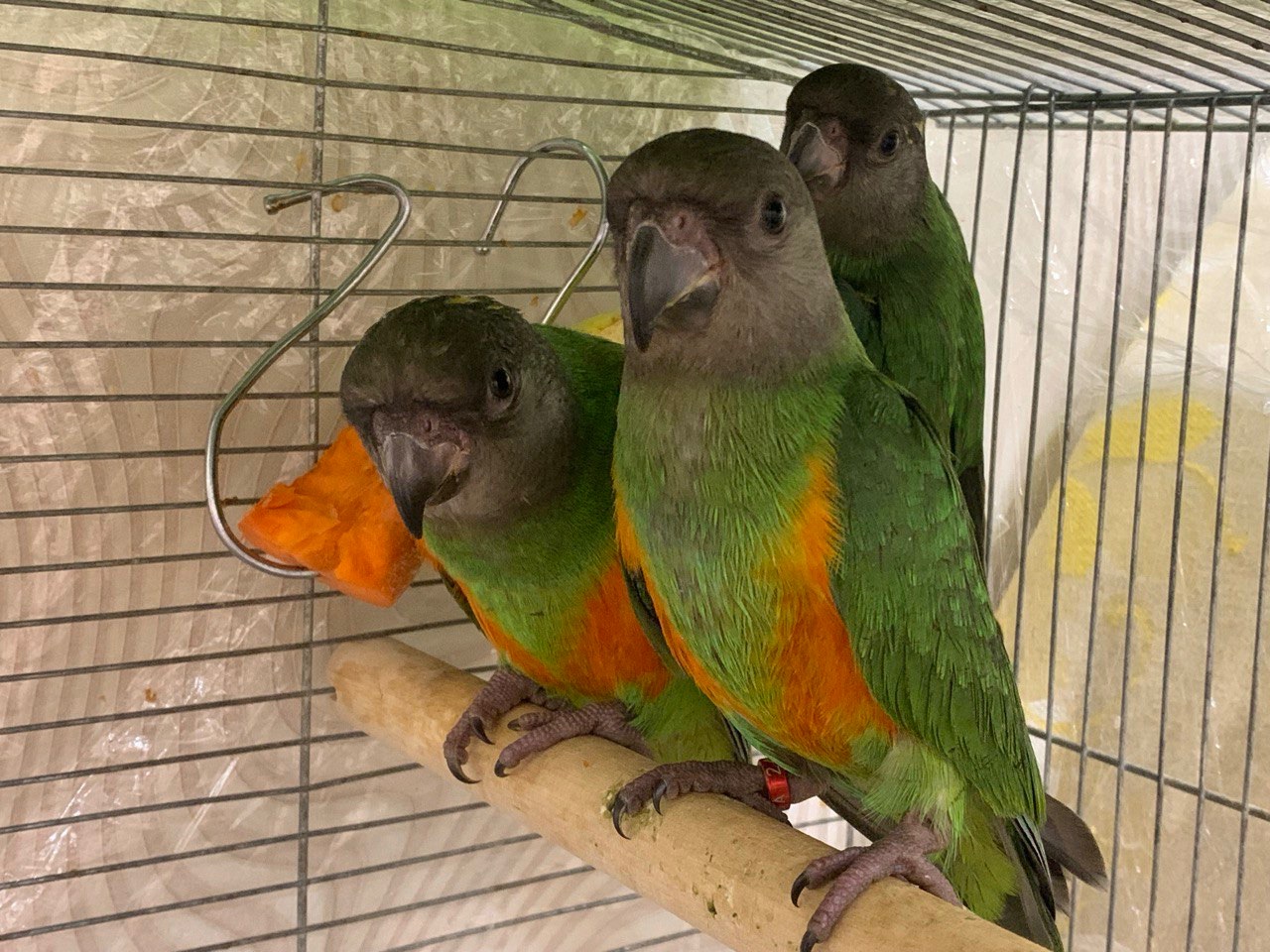 Птенцы попугая Сенегальский, Сенегал молодые птенцы