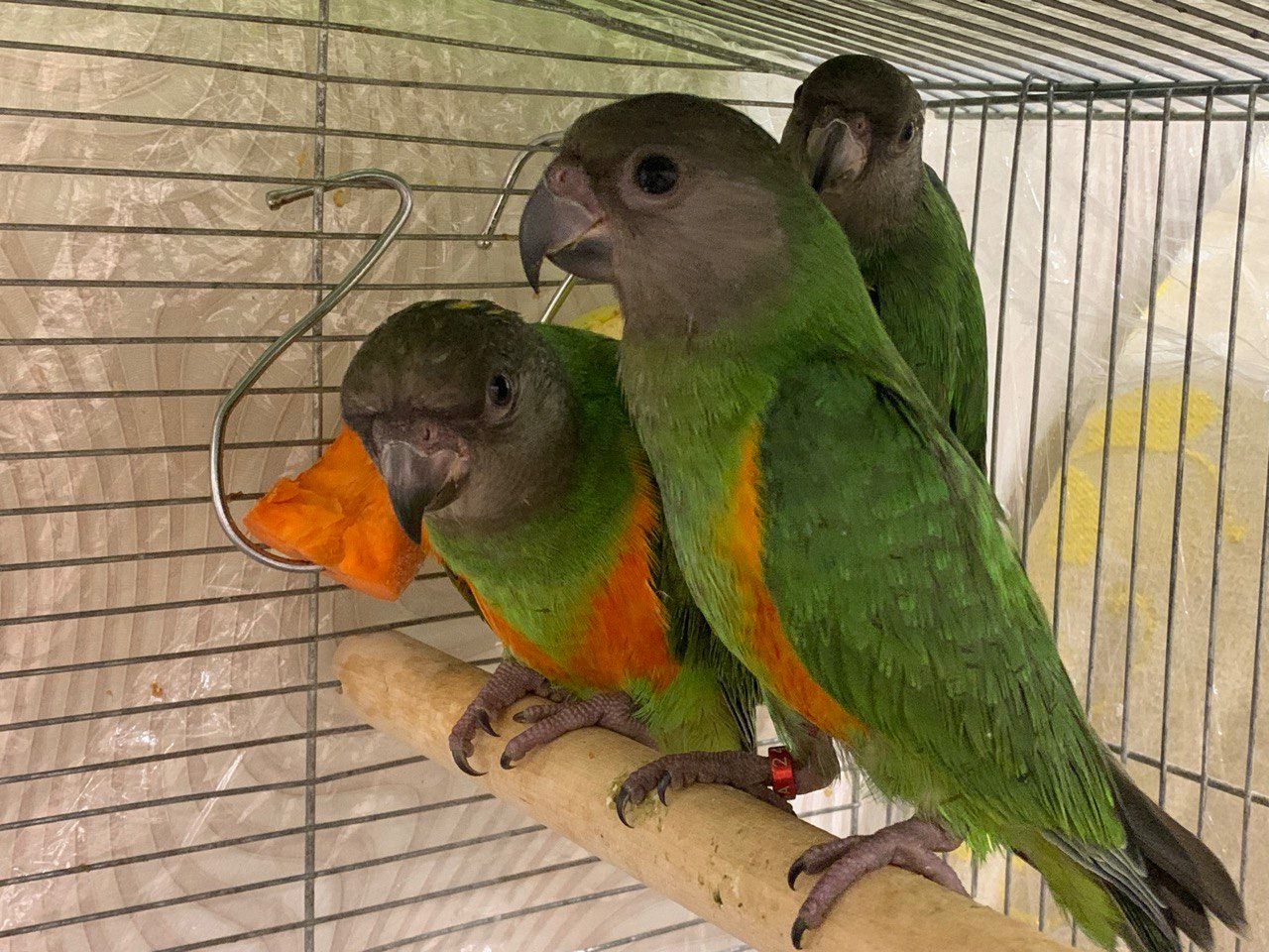 Птенцы попугая Сенегальский, Сенегал молодые птенцы