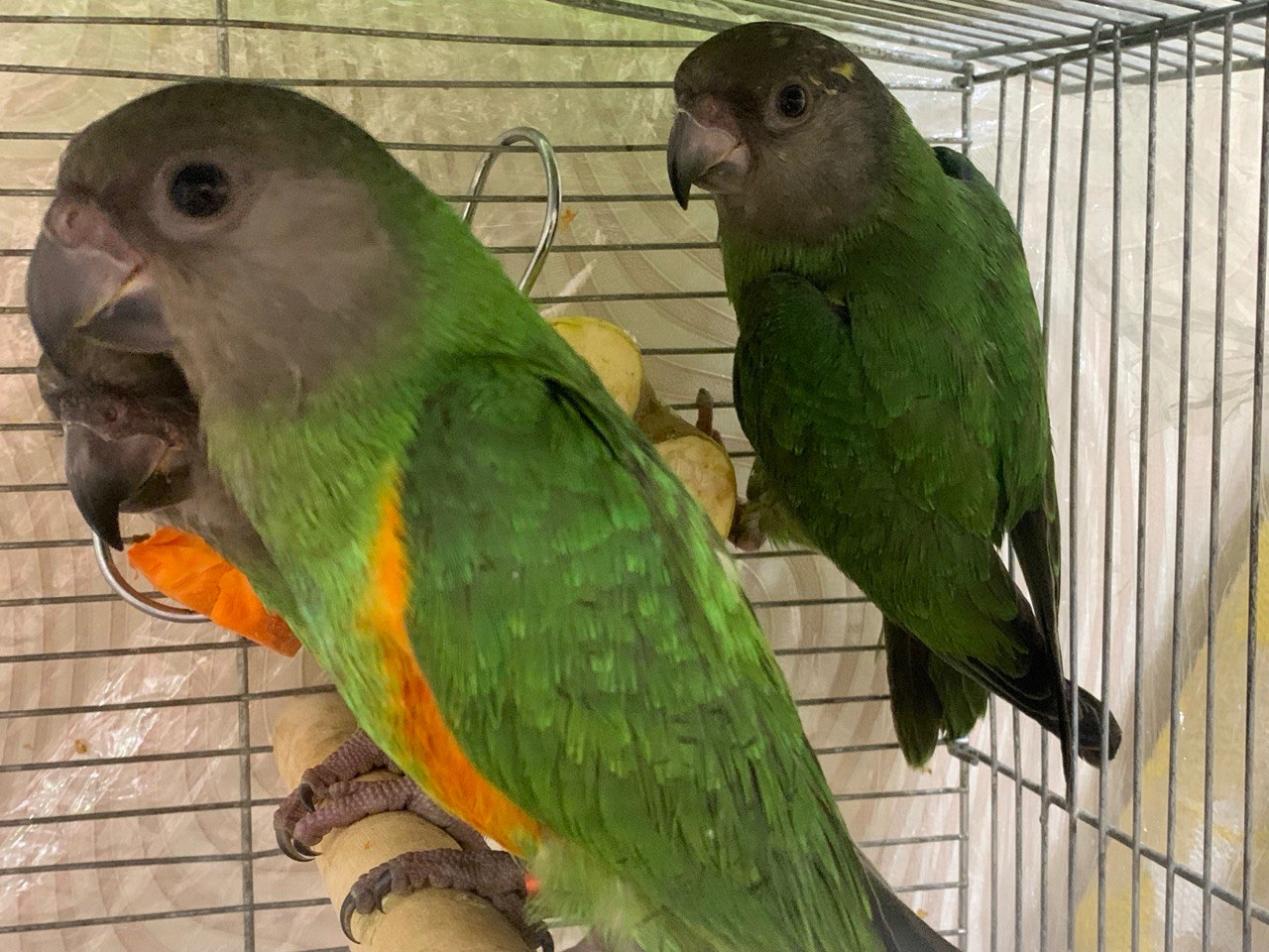 Птенцы попугая Сенегальский, Сенегал молодые птенцы