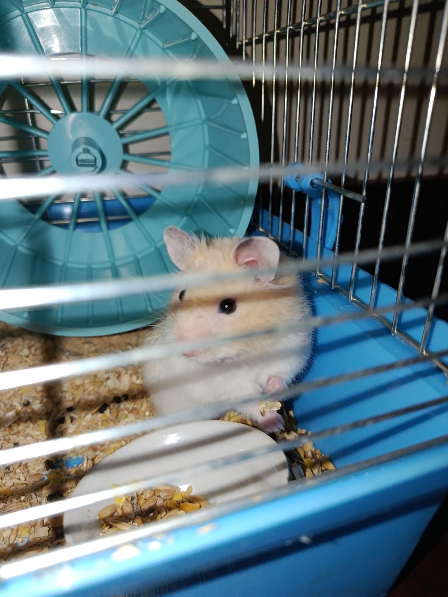 Отдам хомячка в хорошие руки