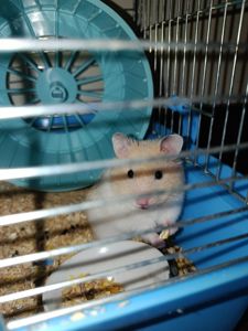 Отдам хомячка в хорошие руки