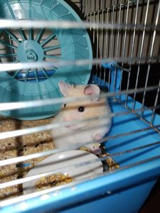 Отдам хомячка в хорошие руки