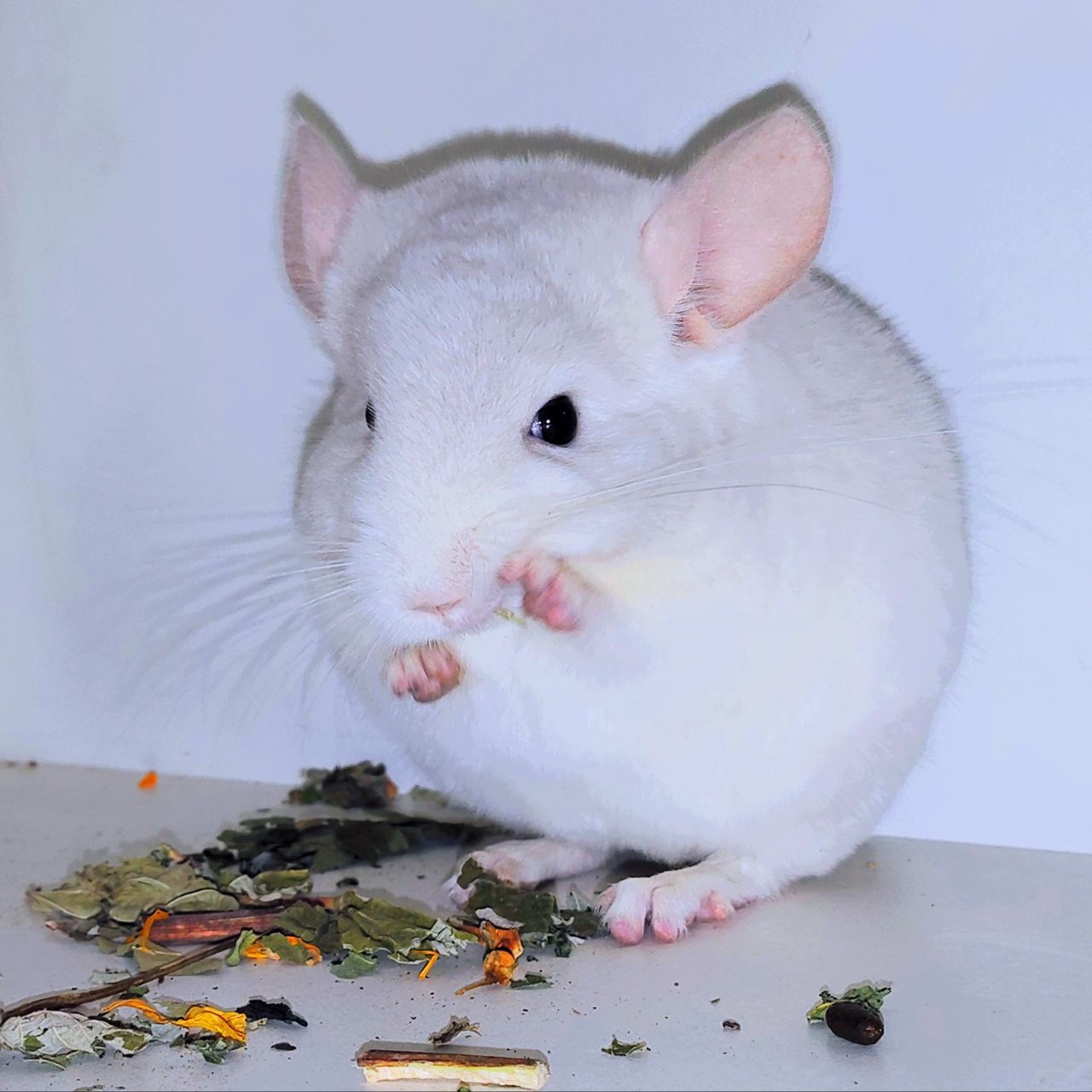 Шиншилята 🩵