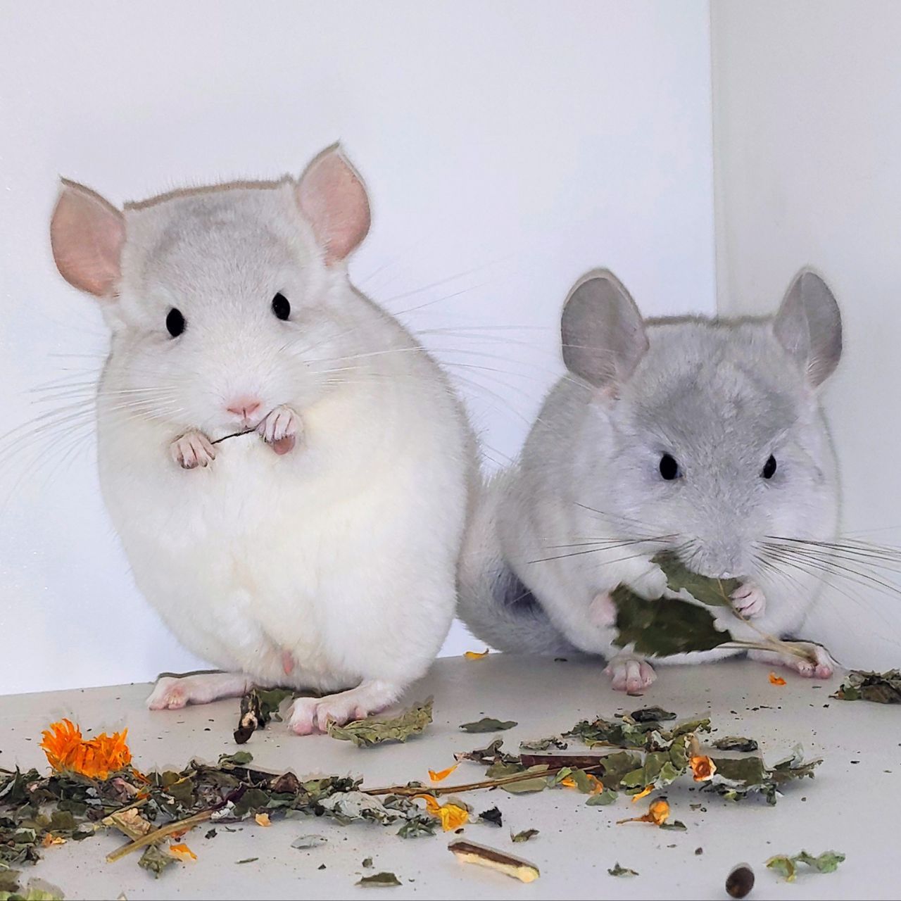 Шиншилята 🩵