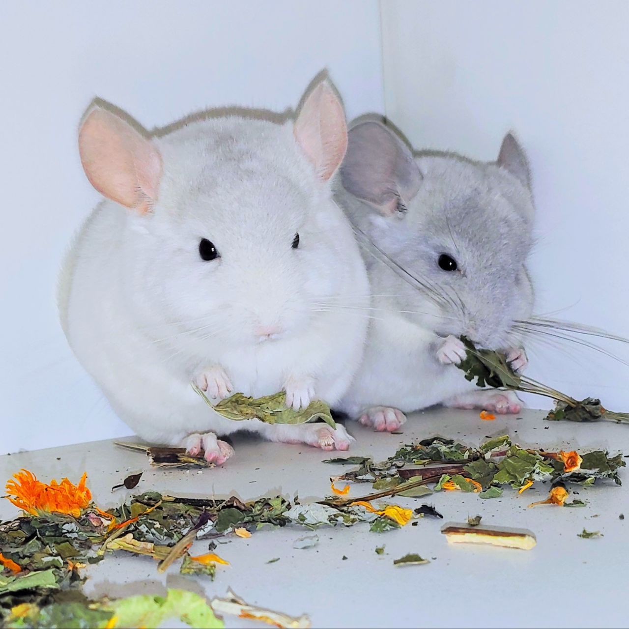 Шиншилята 🩵