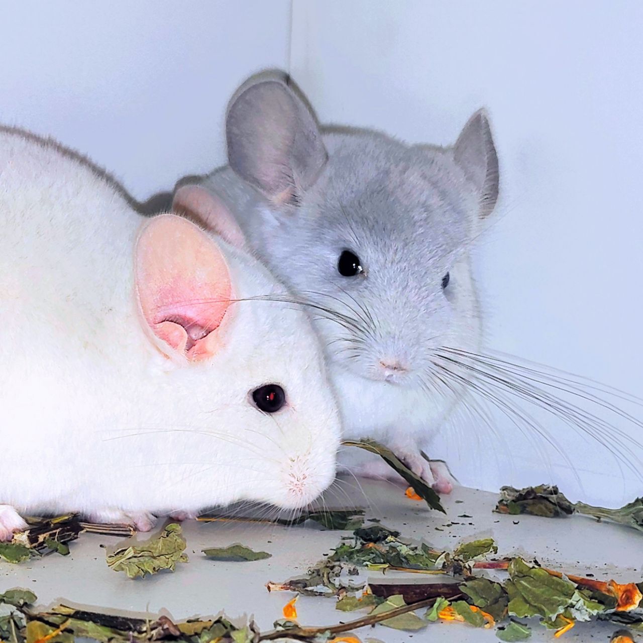 Шиншилята 🩵