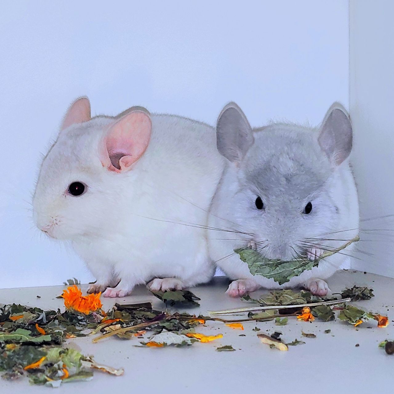 Шиншилята 🩵