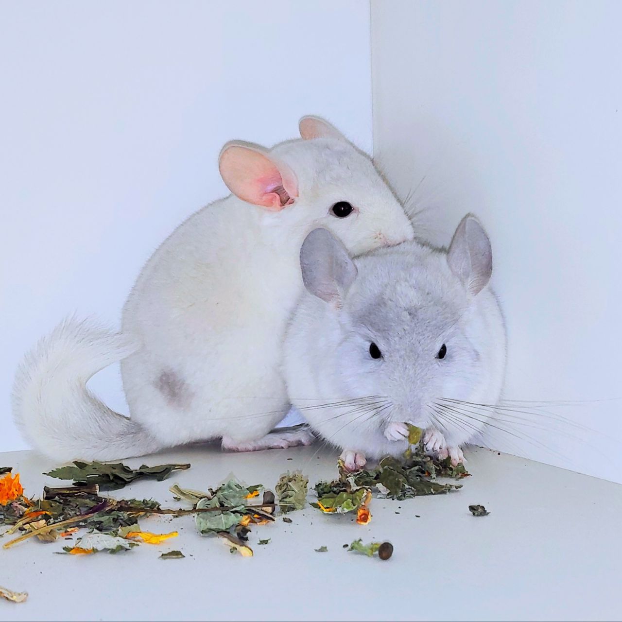 Шиншилята 🩵