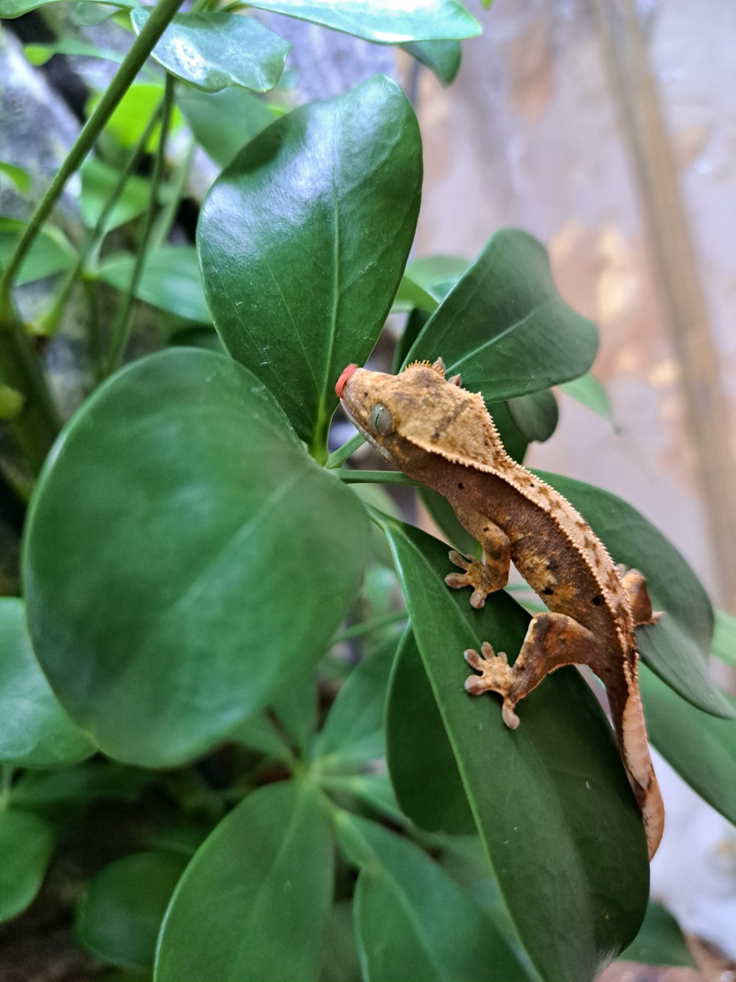 Війковий бананоїд