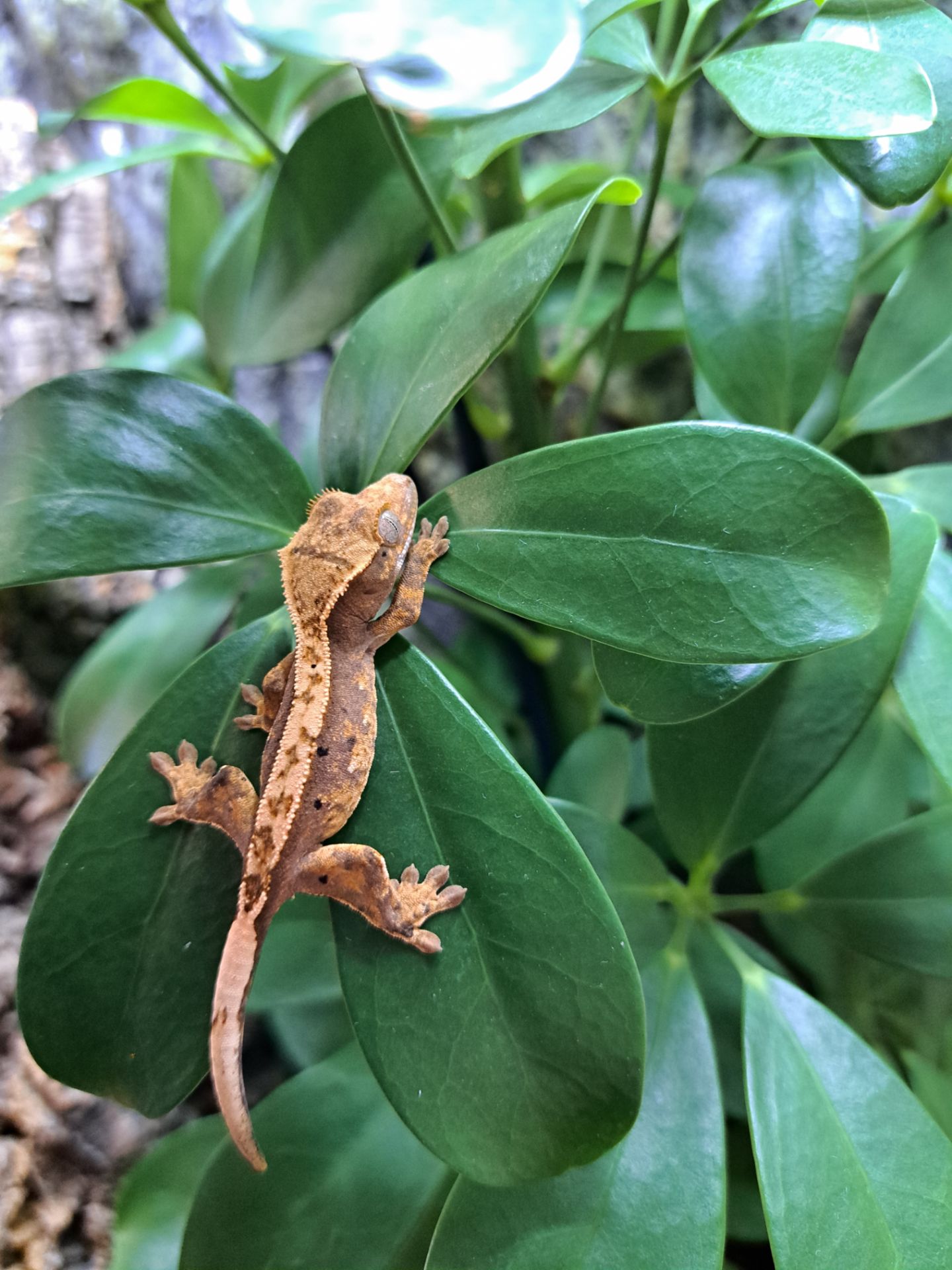 Війковий бананоїд