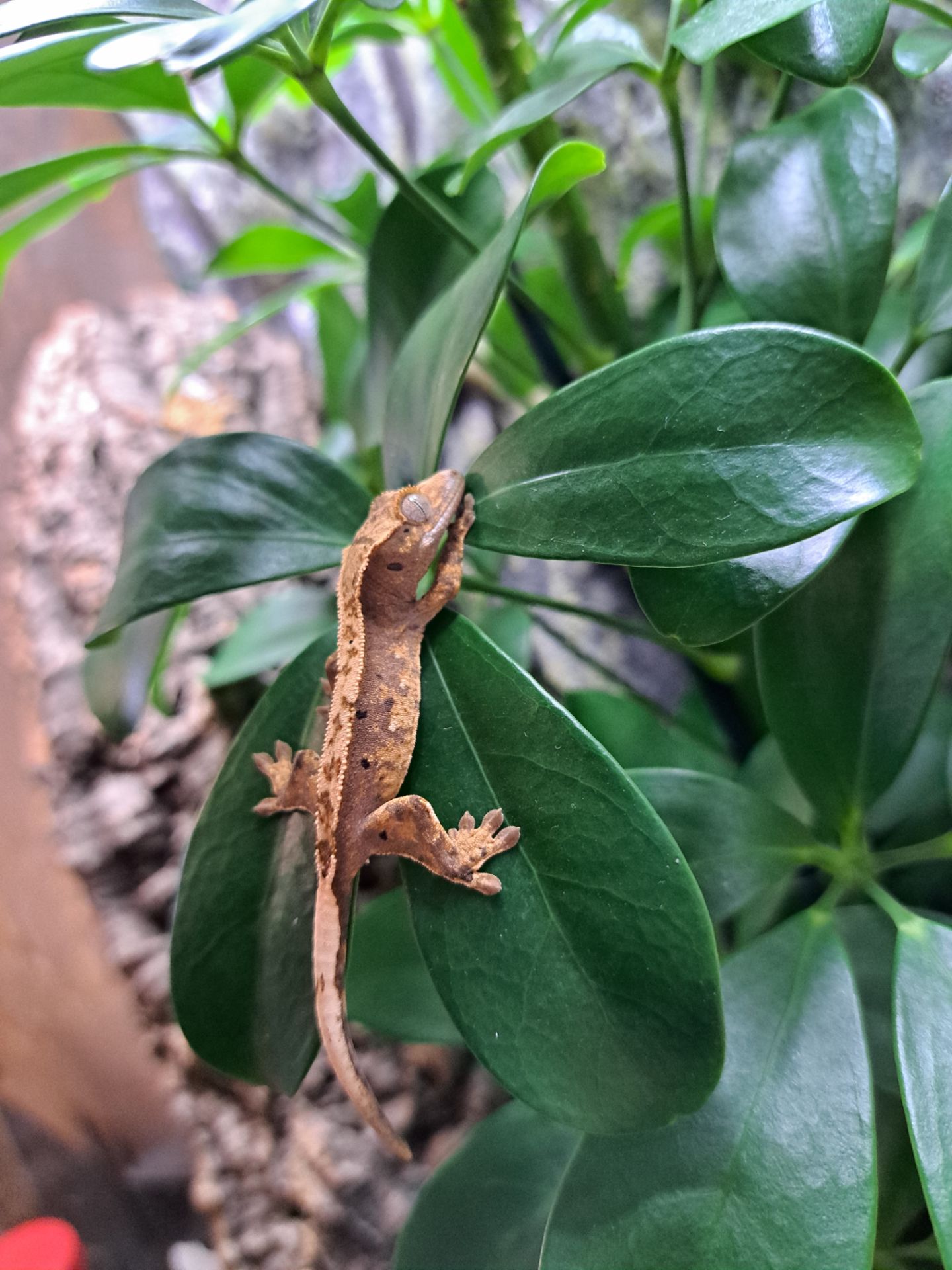 Війковий бананоїд