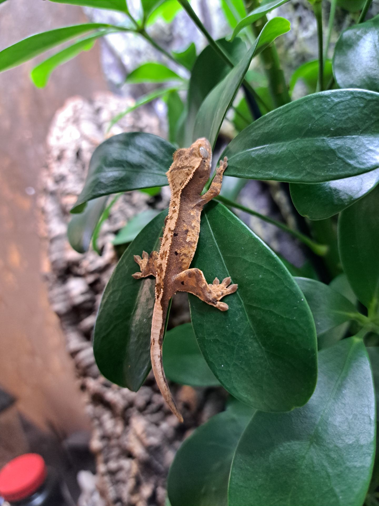 Війковий бананоїд