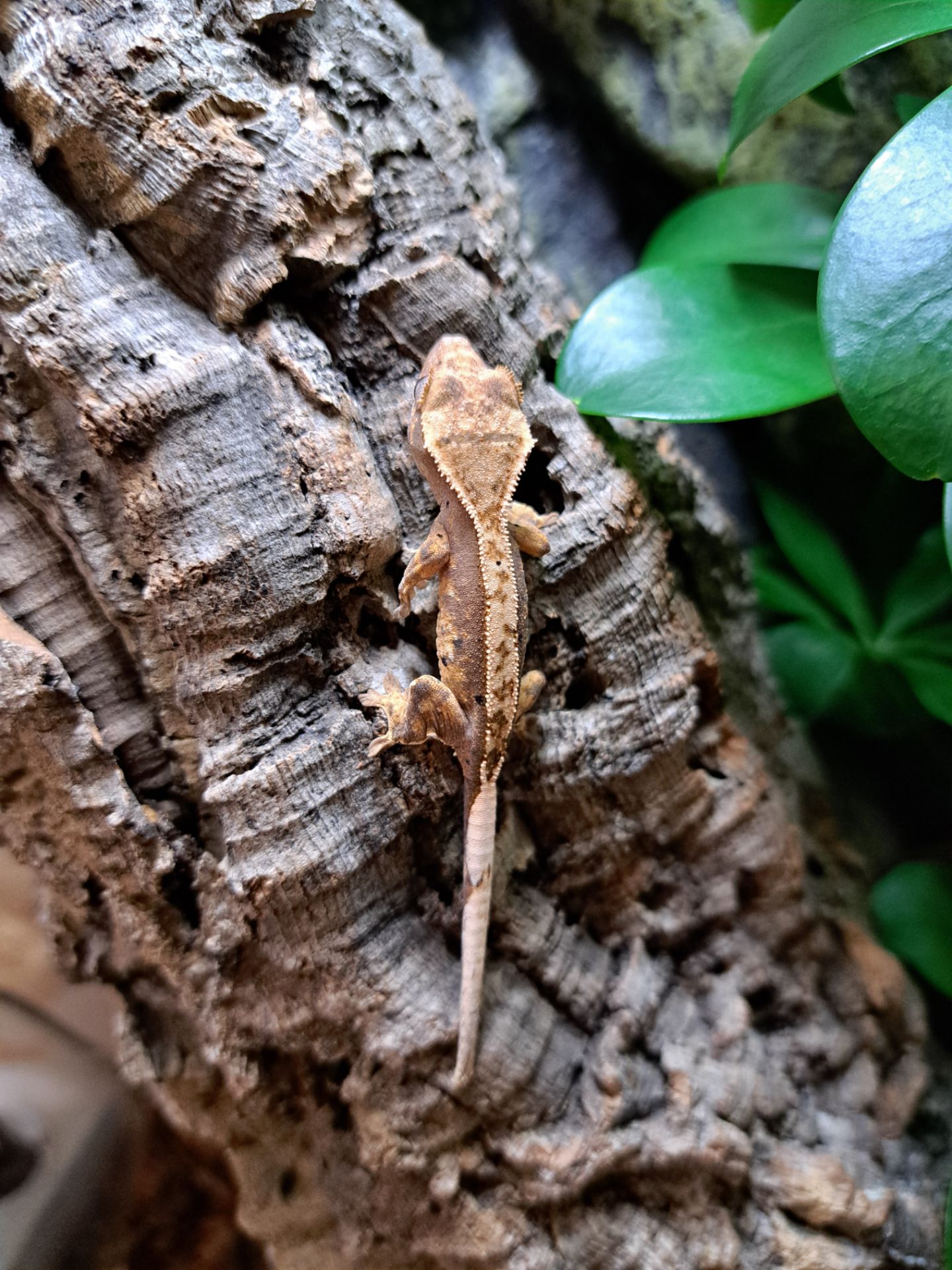 Війковий бананоїд