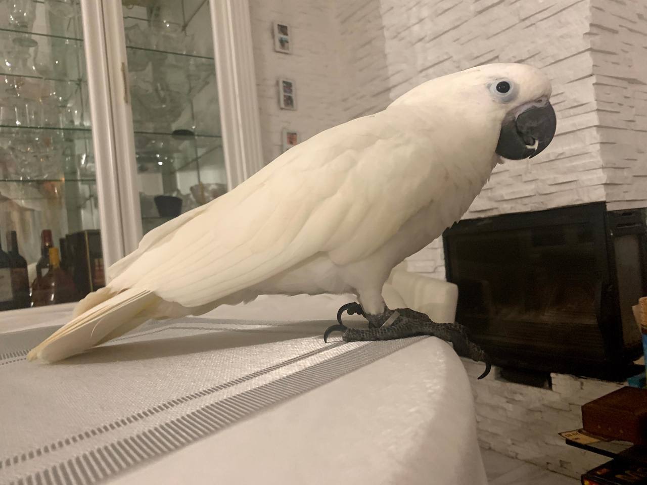 Папуга Какаду