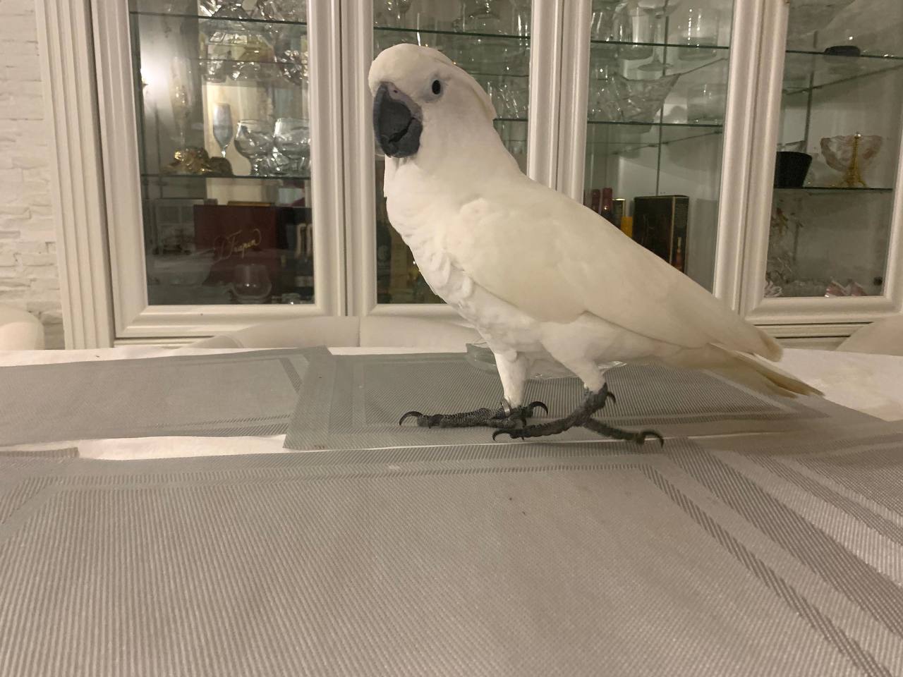 Папуга Какаду