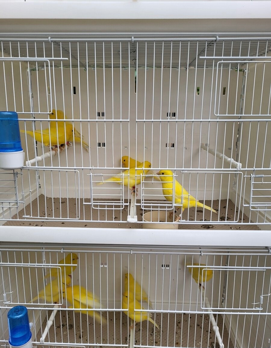 Кенари и Канарейки певчие желтые, белые, красные, муаровые