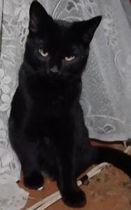 Бесплатно. Котенок чёрный. Мальчик. Возраст 4 месяца. Днепр