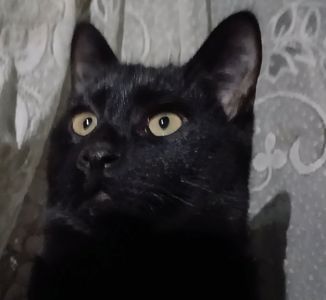 Бесплатно. Котенок чёрный. Мальчик. Возраст 4 месяца. Днепр