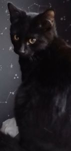 Бесплатно. Котенок чёрный. Мальчик. Возраст 4 месяца. Днепр