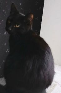 Бесплатно. Котенок чёрный. Мальчик. Возраст 4 месяца. Днепр