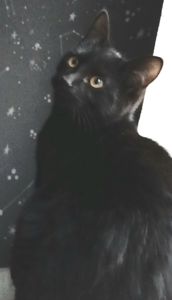 Бесплатно. Котенок чёрный. Мальчик. Возраст 4 месяца. Днепр