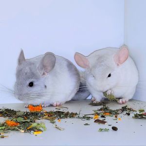 Шиншилята 🩵