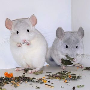 Шиншилята 🩵