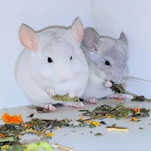 Шиншилята 🩵